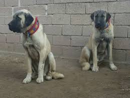 Aksaray Malaklisi Dogs Anatolian Shepherd Dog Best Dogs