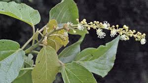 Image result for Abrus melanospermus