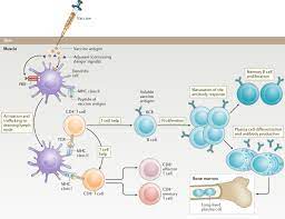 A Guide To Vaccinology From Basic Principles To New Developments Nature Reviews Immunology