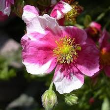 Maybe you would like to learn more about one of these? Bol Com 6 X Helianthemum Raspberry Ripple Zonneroosje Pot 9x9cm