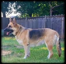 See our fb page von breker german shepherds for pictures added by previous adopters. Tailor Tailored Pics Corgi