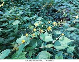 Image result for Triumfetta rhomboidea