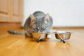Some owners, in an attempt to force the cat to be tidier, actually make the situation worse by providing deeper and deeper bowls for food. The Benefits Of Raised Feeders For Cats Animal Wellness Magazine