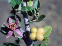 Image result for Grewia microthyrsa