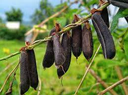 Image result for Crotalaria juncea