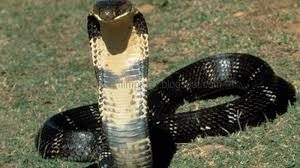 Mimpi Bertemu Ular Cobra Besar Mimpiin Dikisahkan Ular Merupakan Hewan Yang Dulunya Menjadi Pembantu Iblis Untuk Masuk Surga Dan Bertemu Nabi Adam Hewan Ular