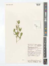 Image result for Megalochlamys