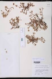 Image result for Euphorbia ophthalmica
