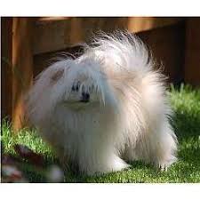 Malti Pom Maltipom My Pet Dog Cute Little Dogs Dogs