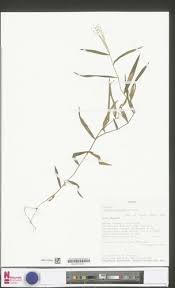 Image result for Isachne kiyalaensis