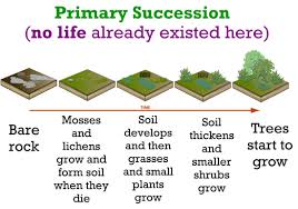 30 Problem Solving Primary Succession And Secondary