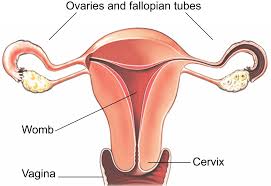 Had ovarian cancer at 31, on estratest (esterified estrogens and methylestosterone) hormone replacement for 20 yr dr wants me to stop med to naturally have menopause why and what can i expect? Laparoscopic Oophorectomy Healthdirect