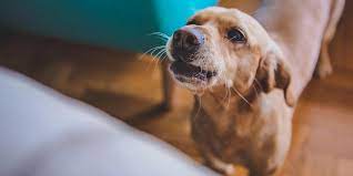 How To Stop Dog Barking When Left Alone Furbo Dog Camera Furbo Dog Camera Uk