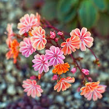 Posted on march 10, 2017 by flowerstips. Knock Out Native Plants Low Water Plants Plants Drought Tolerant Garden