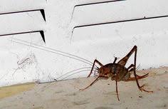 807 customer reviews for action termite & pest control. 42 Bugs Ideas Bugs Beautiful Bugs Bugs And Insects