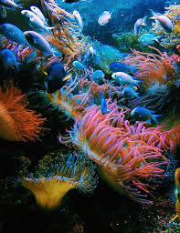 Palung ini biasanya muncul karena adanya aktivitas tektonik.mungkin itu dulu sedikit penjelasan dari saya tentang bagian dari dasar laut dan semoga bermanfaat. 98 Best Pemandangan Dasar Laut Ideas Tapak Sulaiman Haiwan Peliharaan Alam Semula Jadi