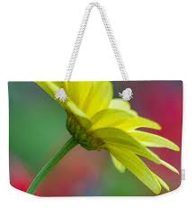 Butterfly Daisy Coffee Mug by Penny Meyers