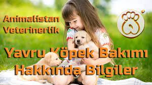 kopek sahiplenmek isteyen hayvan severlerimiz icin cok onemli bilgiler paylastik teddy bear teddy vets
