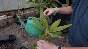 Avoid branches near the top of the rhododendron or branches that have turned brown, as they are unlikely to root well. Taking Cuttings From Rhododendron Burncoose Nurseries Youtube