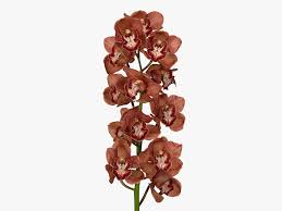 Image result for Cycnium jamesii