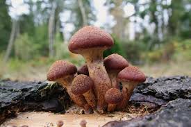 Image result for Gymnosporia gracilipes
