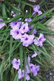 In full sun leaves get pale and the plant dehydrates easily. Learn About Ruellia Brittoniana Katie Katie S Dwarf Ruellia Perennial Encyclopedia By Plant Delights Nursery