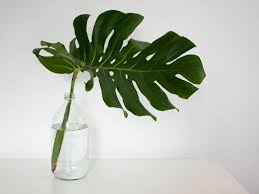 Main stem is 12 tall Diy Home Inspo Leaves In Vases Collective Gen Vase Plants Planting Flowers