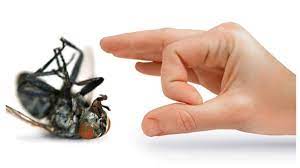 Most important, remove any debris or unnecessary supplies from your house. 8 Best Ways To Keep Bugs Out Of Your House Considerable