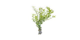 Image result for Rotala mexicana