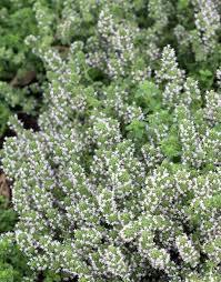 Essbare Bodendecker Nicht Mehr Jaten Sondern Geniessen Stauden Bodendecker Essbare Pflanzen