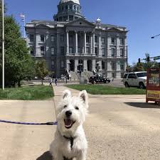 This adorable shop is cozy. Meet Trusted Denver Dog Walkers