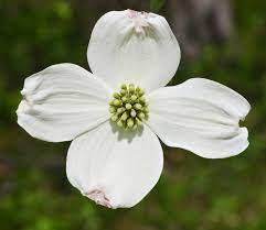 Information from the research programs is included here as well as links to a variety of sites that will be useful to cut flower growers. List Of Flora Of North Carolina Wikipedia