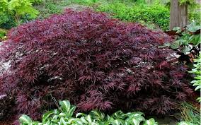 Kills all stages of insects including eggs, larvae, and adults. Red Dragon Dwarf Japanese Maple Is An Outstanding Sun Tolerant Dwarf Japanese Maple With A Japanese Maple Tree Red Dragon Japanese Maple Dwarf Japanese Maple
