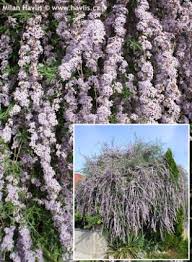 Image result for Komule střídavolisté