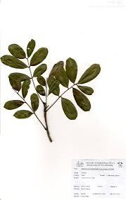 Image result for Zanthoxylum chalybeum