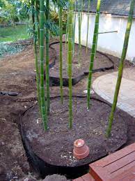 What kind of running bamboo will grow in ny? Deep Root Barrier To Help Contain Bamboo Root Barrier Growing Bamboo Bamboo Roots