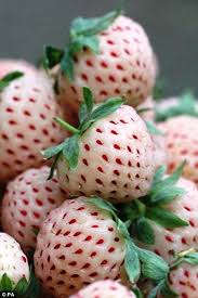 Pineberries Not Strawberries Ervas Aromaticas Frutas E Vegetais Cores E Sabores