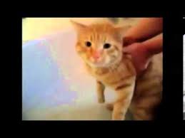Davut Diyen Kedi Videosu Youtube