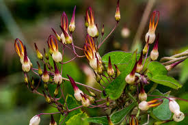 Image result for Riocreuxia