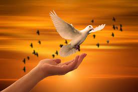Find over 100+ of the best free hand holding phone images. Hd Wallpaper Human Hand Below White Dove Religion Faith Trust God Pray Wallpaper Flare