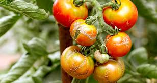 Which plant one chooses for a male and which for the female often has little consequence for what most of us are trying to achieve. Tomato Flower Male And Female Parts Stamens Are The Male Reproductive Parts Of Flowers