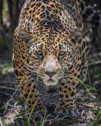 Jaguars are the only big cat in the americas and the third biggest in the world after tigers and lions. Jaguraesmexicanos Explore Facebook