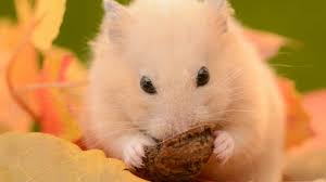 Hamster care sheet how to take care of a hamster. 11 Adorable Facts About Hamsters Mental Floss