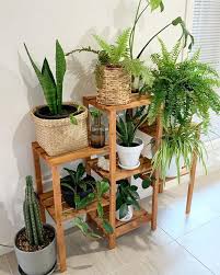 12 Cheap Indoor Plants Low Maintenance Plants You Can Buy Online I Am Co In 2020 Plant Decor Plant Decor Indoor Indoor Plants Clean Air
