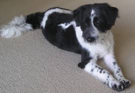 Black And White Collie Cross Pin By Sarah Raddatz On Cute Dogs Dog Mixes Cute Dogs Crazy Dog