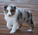 Australian Shepherd (Aussie) Puppies For Sale - AKC ...