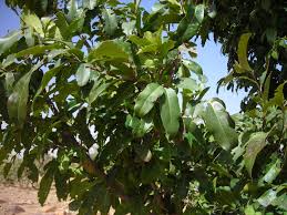 Image result for Diospyros mespiliformis