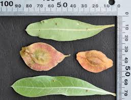 Image result for Terminalia sericea