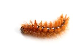 The brown tail moth larvae are usually found along the coast of portland, kent. A Truly Helpful Caterpillar Identification Chart Animal Sake
