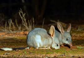 Greater Bilby Australian Native Animals Australian Animals Australian Fauna